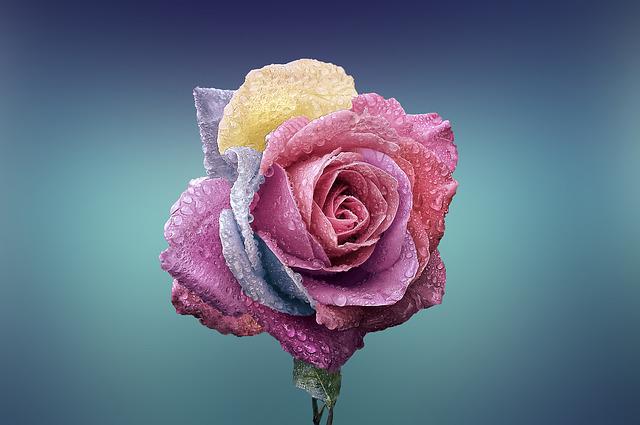 flores-the-boj