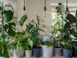 5-plantas-de-interior-que-purifican-el-aire